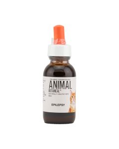 Epilepsy Feline