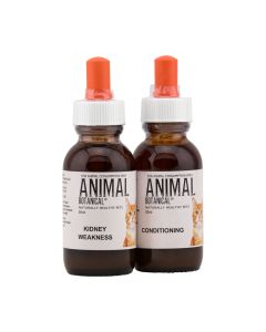 Renal Failure Support Program-Cat