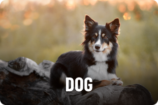 Dog Category