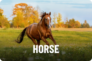 Horse Category
